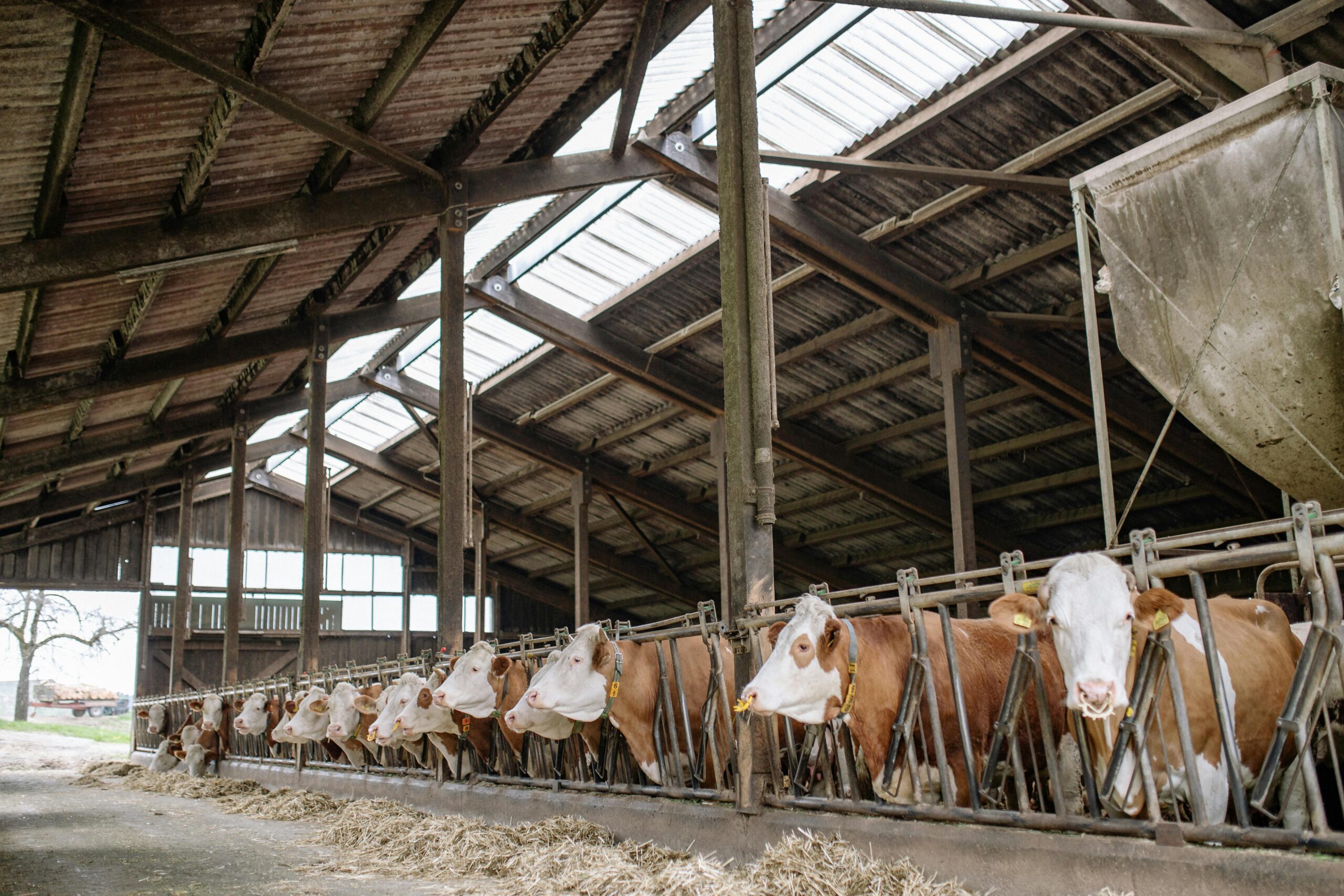 Herd of White and Brown Cow in a Cage